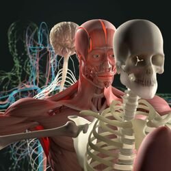 General Anatomy