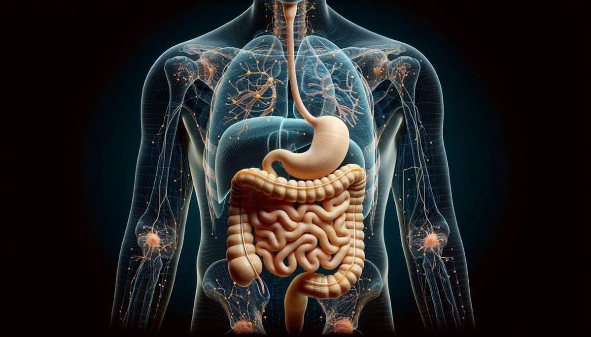 Digestive System