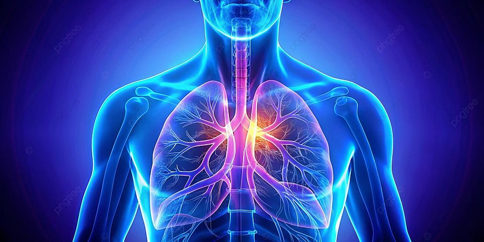 Respiratory System